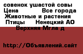 совенок ушастой совы › Цена ­ 5 000 - Все города Животные и растения » Птицы   . Ненецкий АО,Верхняя Мгла д.